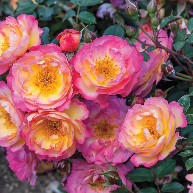 Rainbow Happy Trailsâ¢  Groundcover Rose