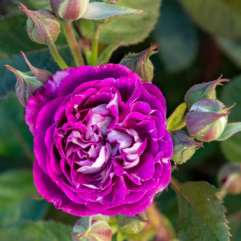 Cosmic Cloudsâ¢  Shrub Rose