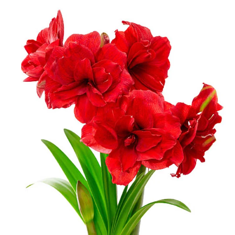 840-amarantia-amaryllis-bulb-1.webp