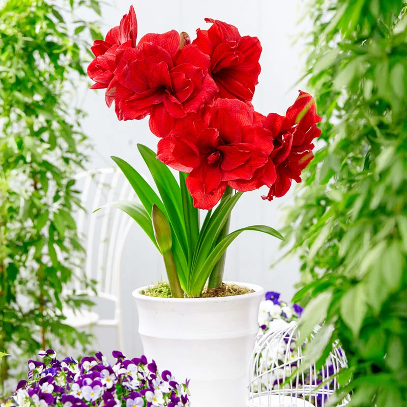 840-amarantia-amaryllis-bulb-1.webp