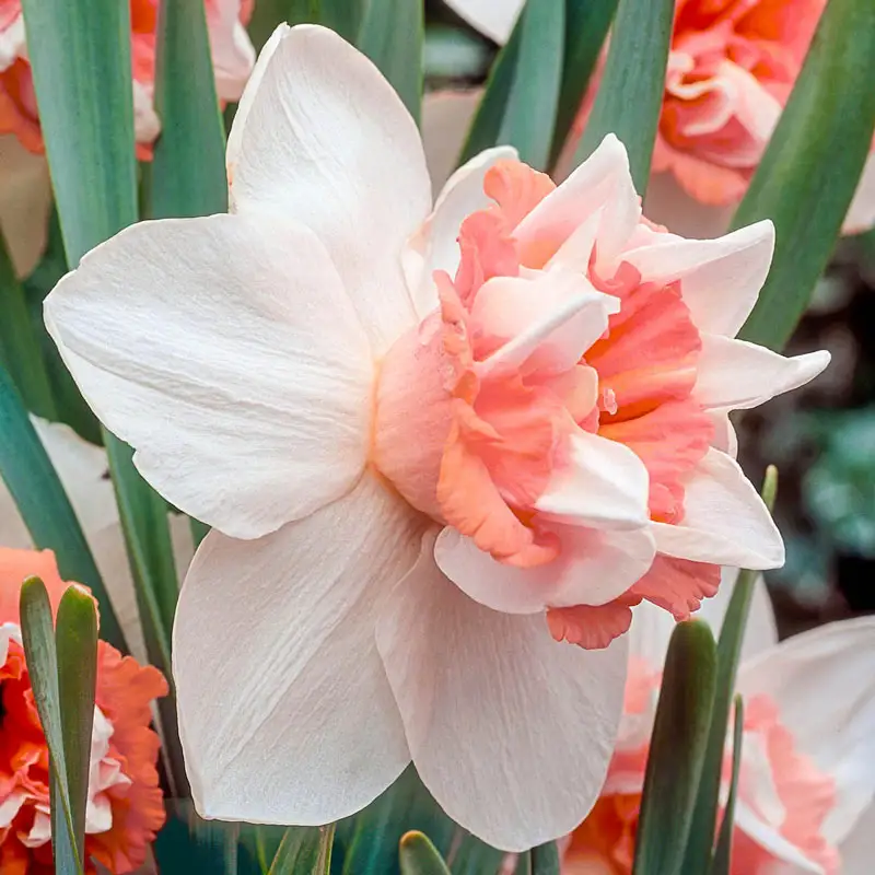 Extravaganza Daffodil