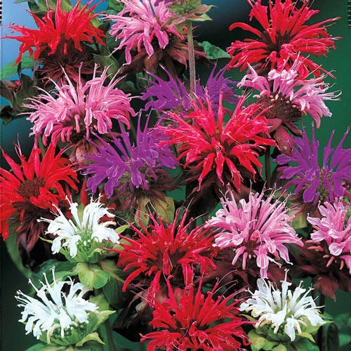 Bee Balm Mixture  Super SakÂ®