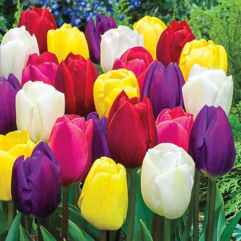 Midseason Tulip Mixture 1 848-midseason-tulip-mixture-1.webp