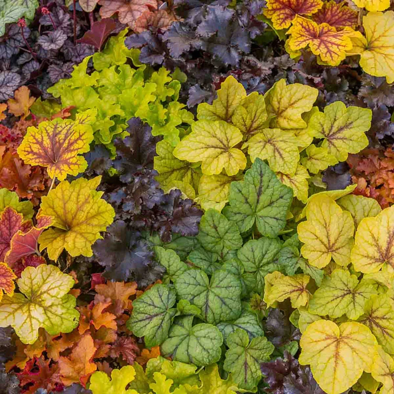 Heuchera Mixture