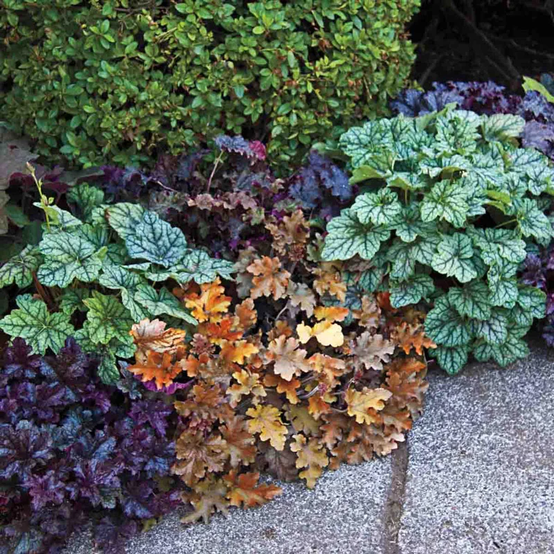 849-heuchera-mixture-1.webp