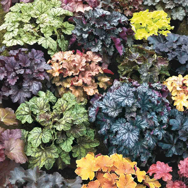 849-heuchera-mixture-1.webp