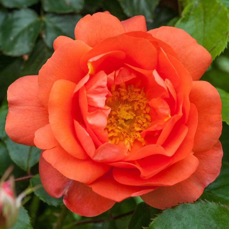 Above All⢠Climbing Rose