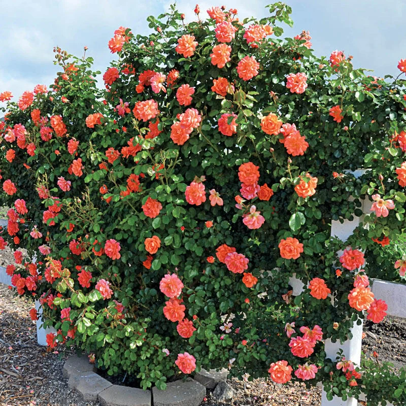 852-above-all-climbing-rose-1.webp