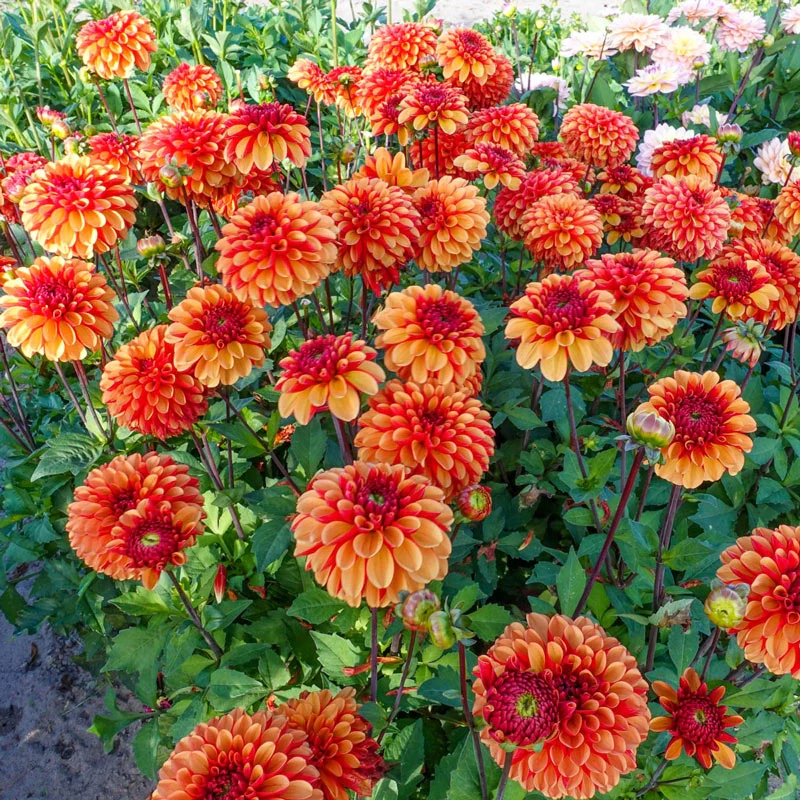 American Sunset Dahlia