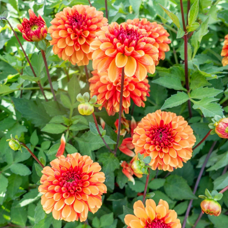 861-american-sunset-dahlia-1.webp