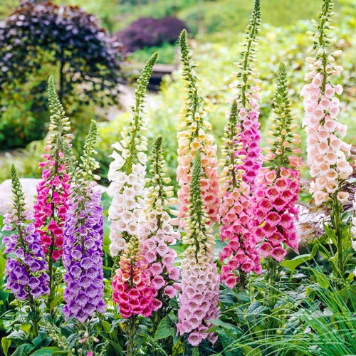 Excelsior Foxglove Mixture Super SakÂ®