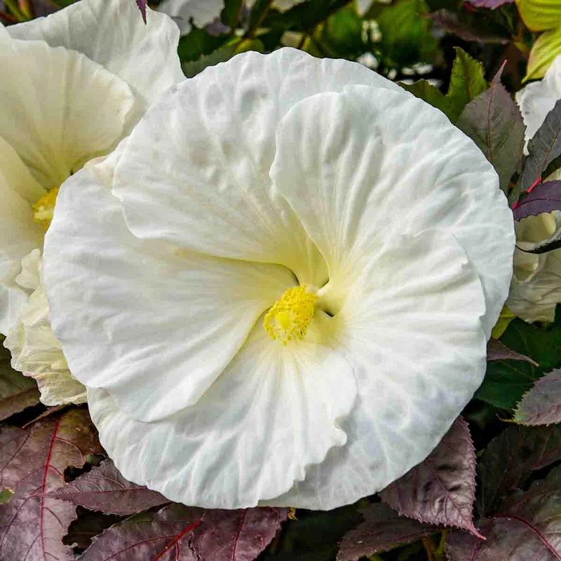 864-cookies-and-cream-hibiscus-1.webp