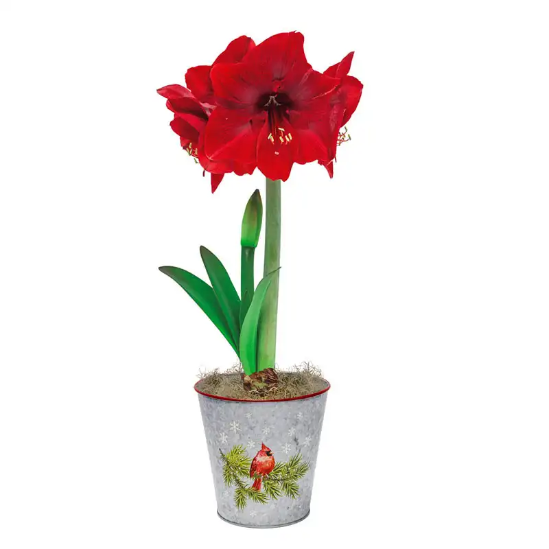 Miracle Amaryllis