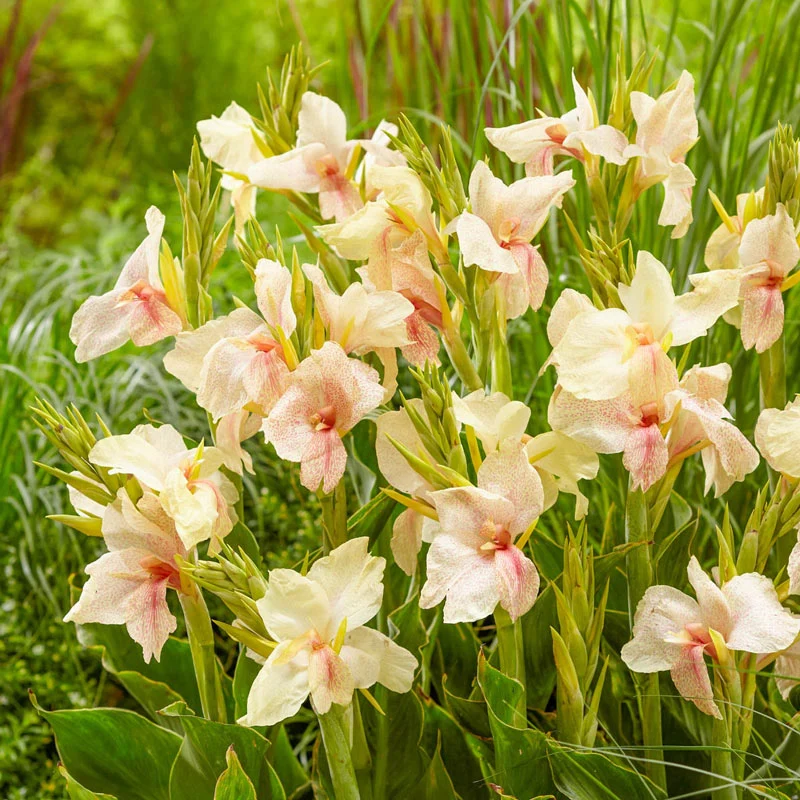 Fantasy Canna 1 869-fantasy-canna-1.webp