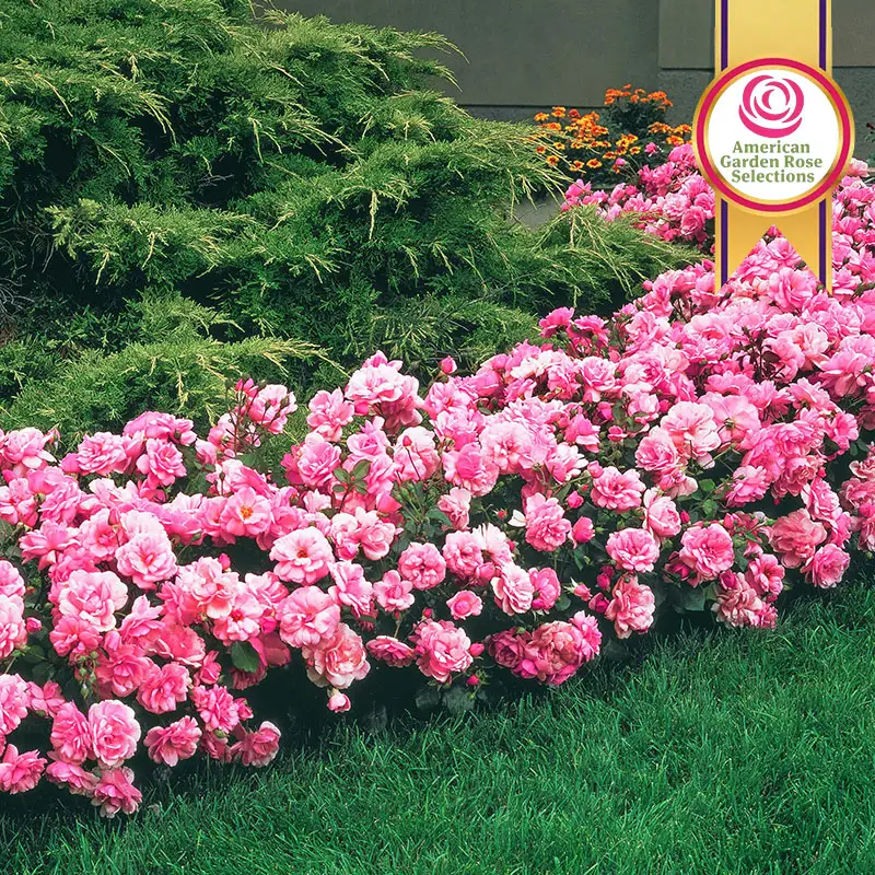 Pink Freedom Rose