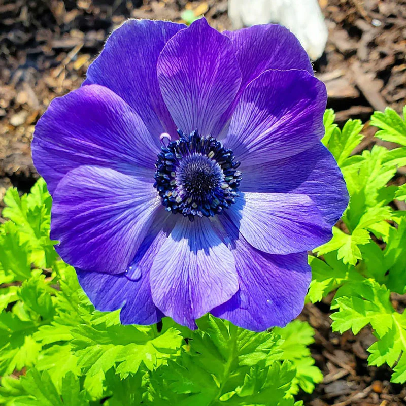 Mr. Fokker Poppy Anemone