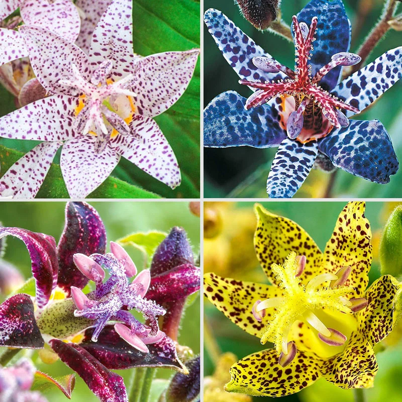 Breck'sÂ® Toad Lily Collection