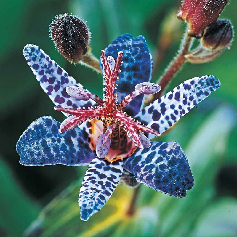 88-breck-s-toad-lily-collection-1.webp