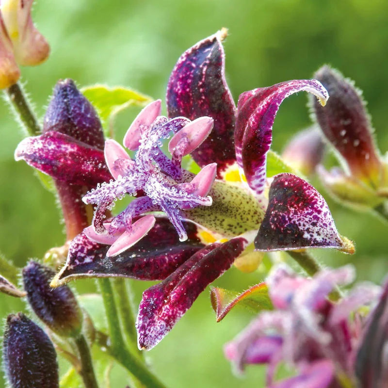88-breck-s-toad-lily-collection-1.webp
