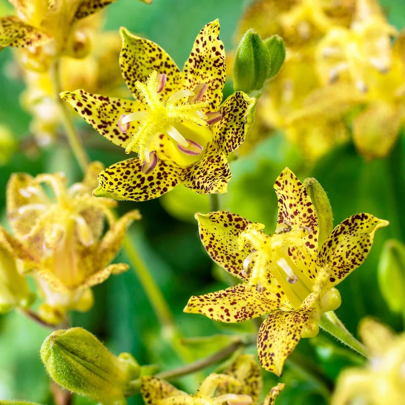 88-breck-s-toad-lily-collection-1.webp