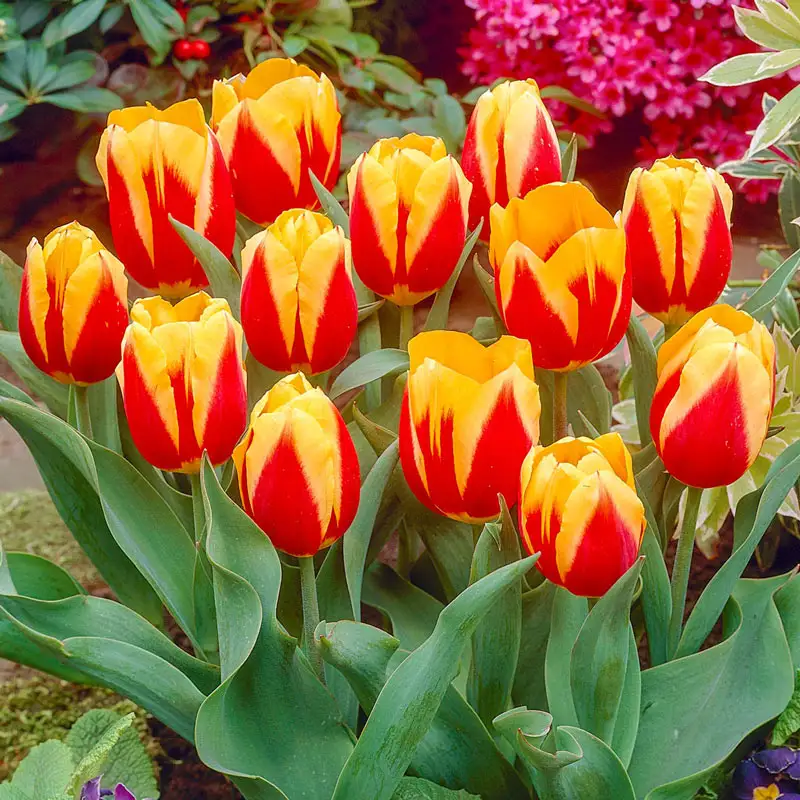Keizerskroon Tulip (Emperor's Crown)
