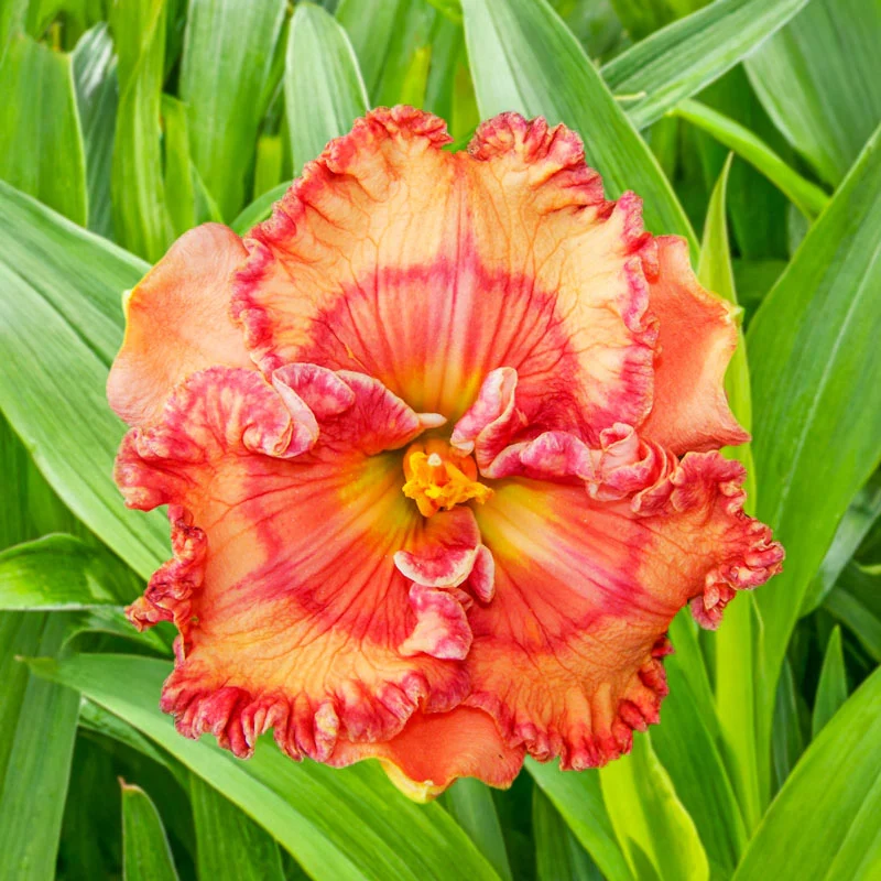 883-fascinating-colors-reblooming-daylily-1.webp
