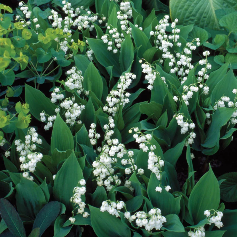 Lily-of-the-Valley  Super SakÂ®