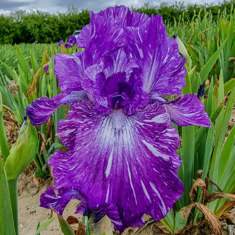 Out of Control Bearded Iris 1 891-out-of-control-bearded-iris-1.webp