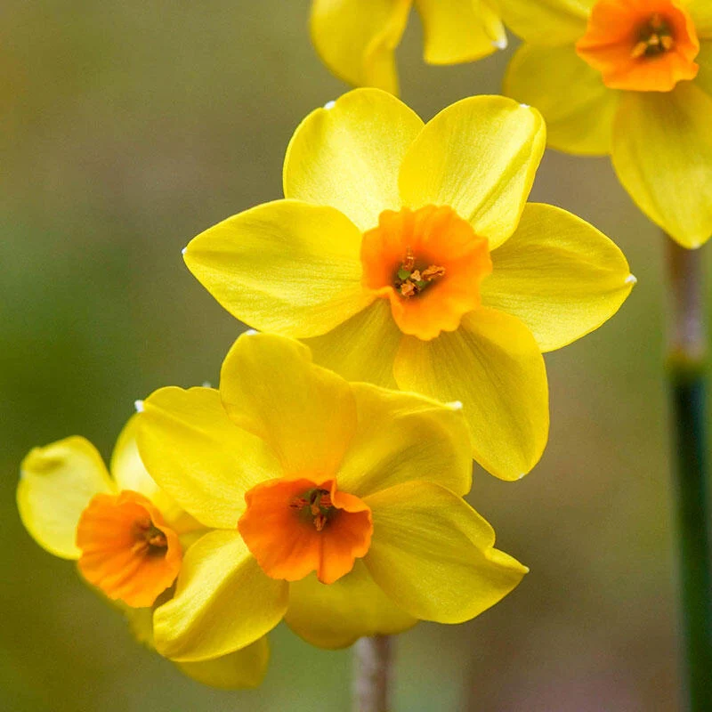 892-falconet-daffodil-1.webp