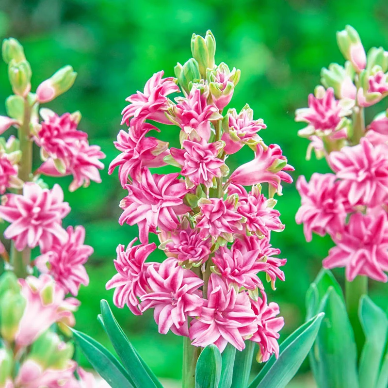 Rainbow Road UltraDoubleâ¢  Hyacinth