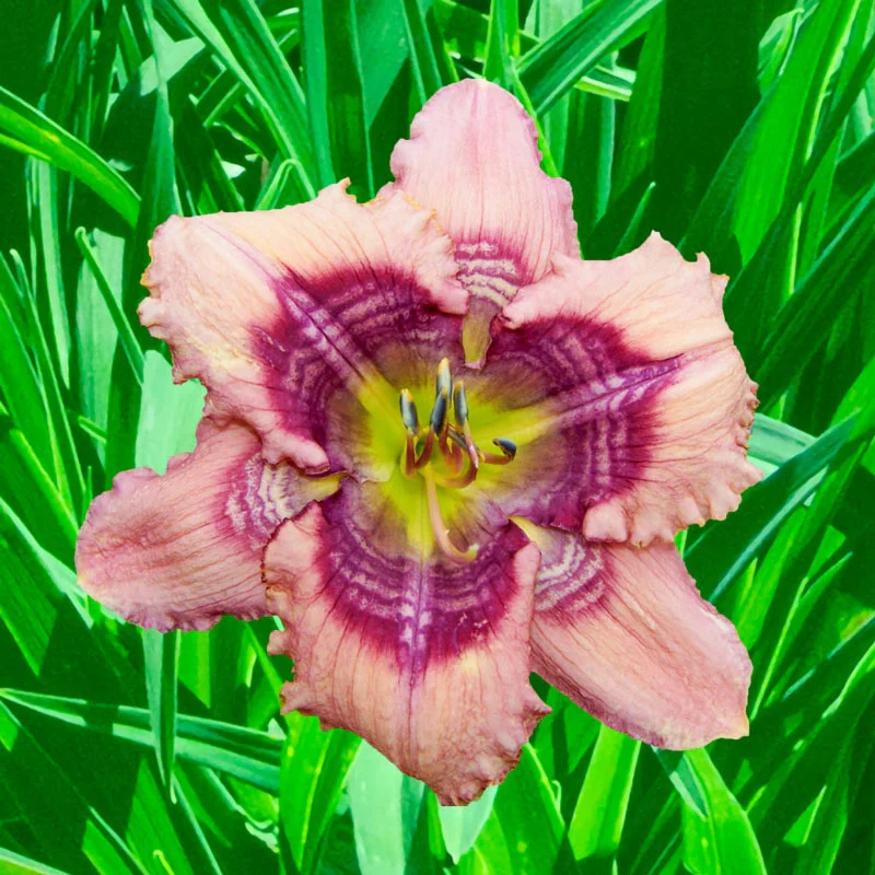 Cobwebs Reblooming Daylily