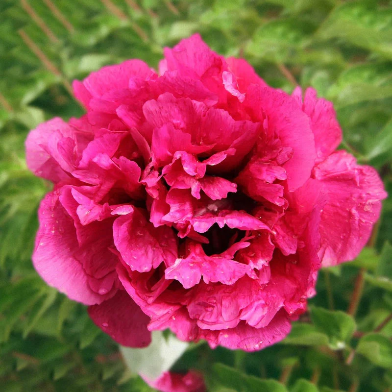 902-rebel-rockii-flare-tree-peony-1.webp