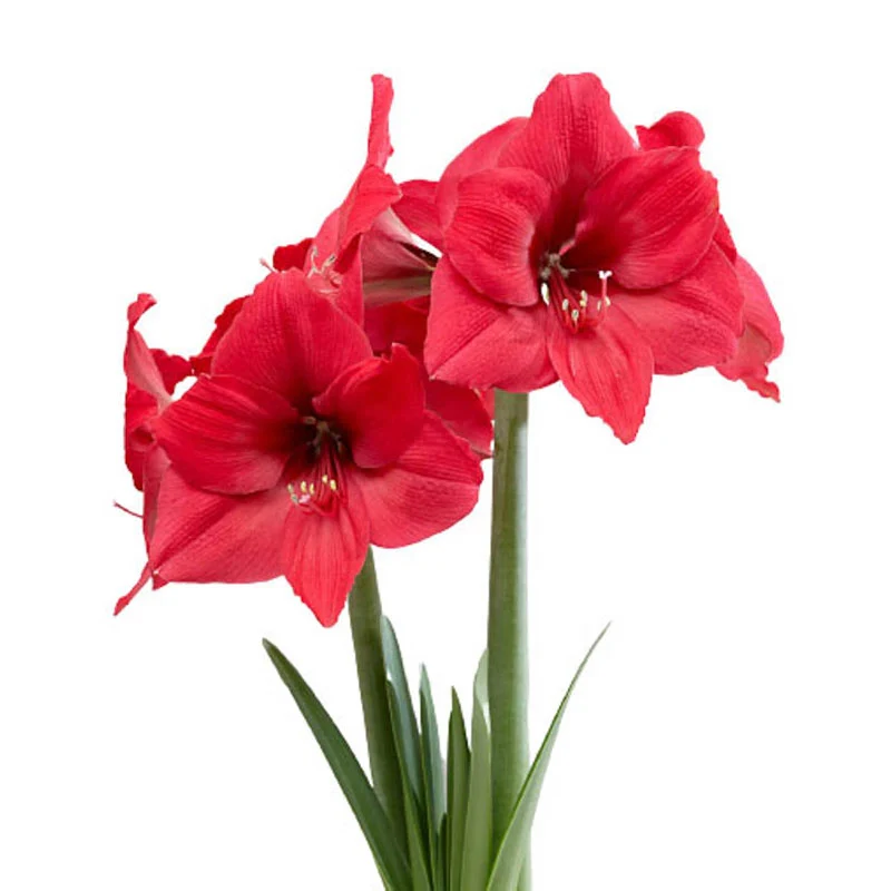 Pleasure Amaryllis Bulb