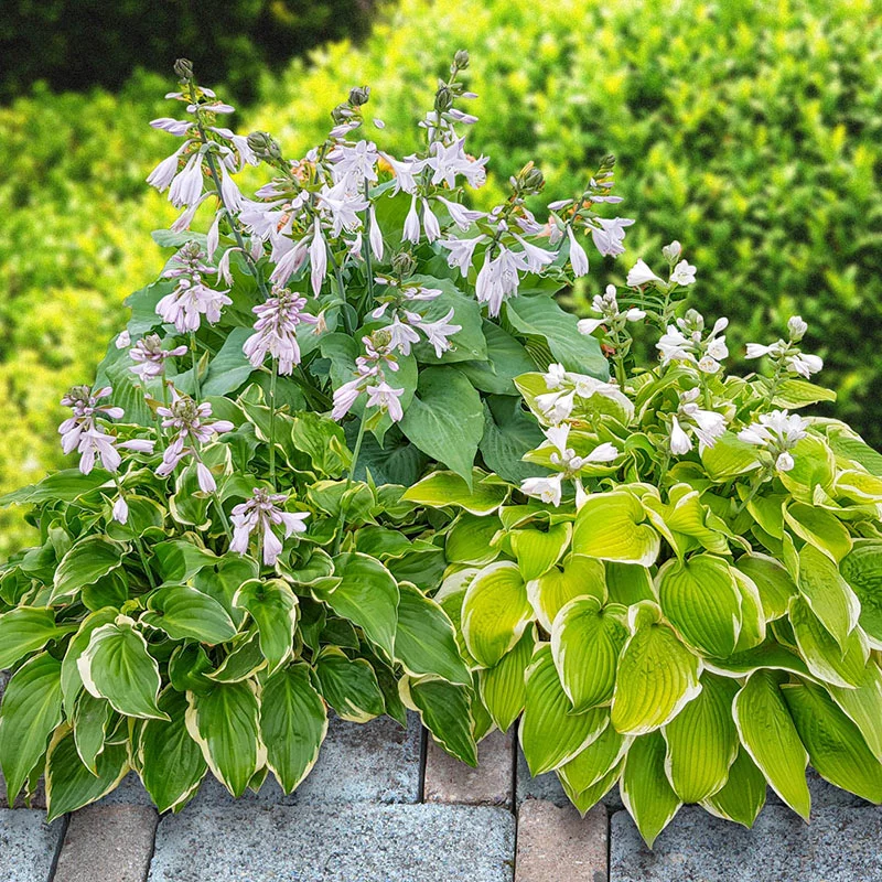 912-fragrant-hosta-collection-1.webp