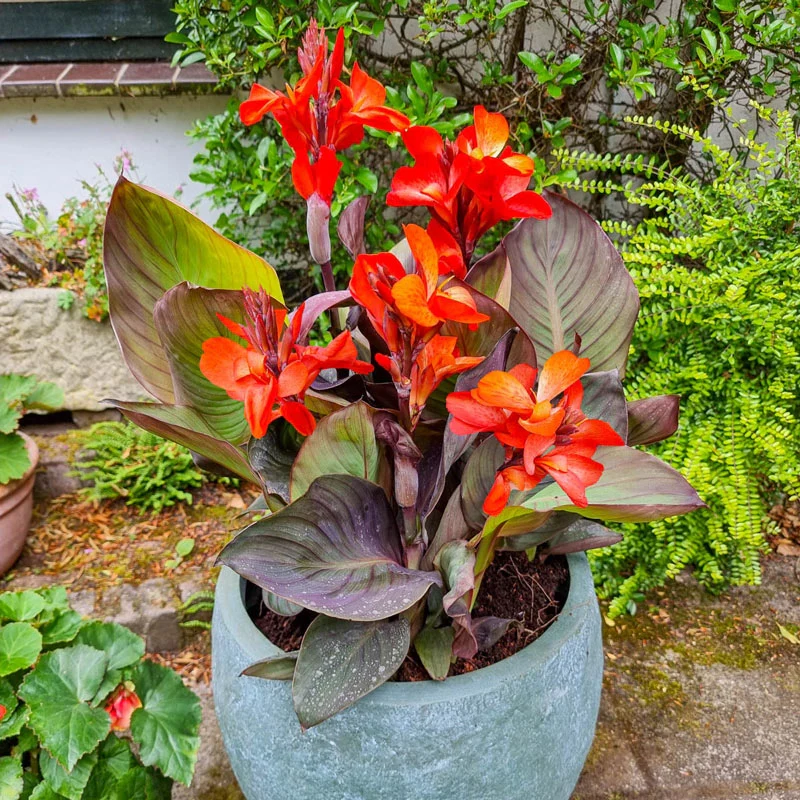 Happy WendyÂ® Canna