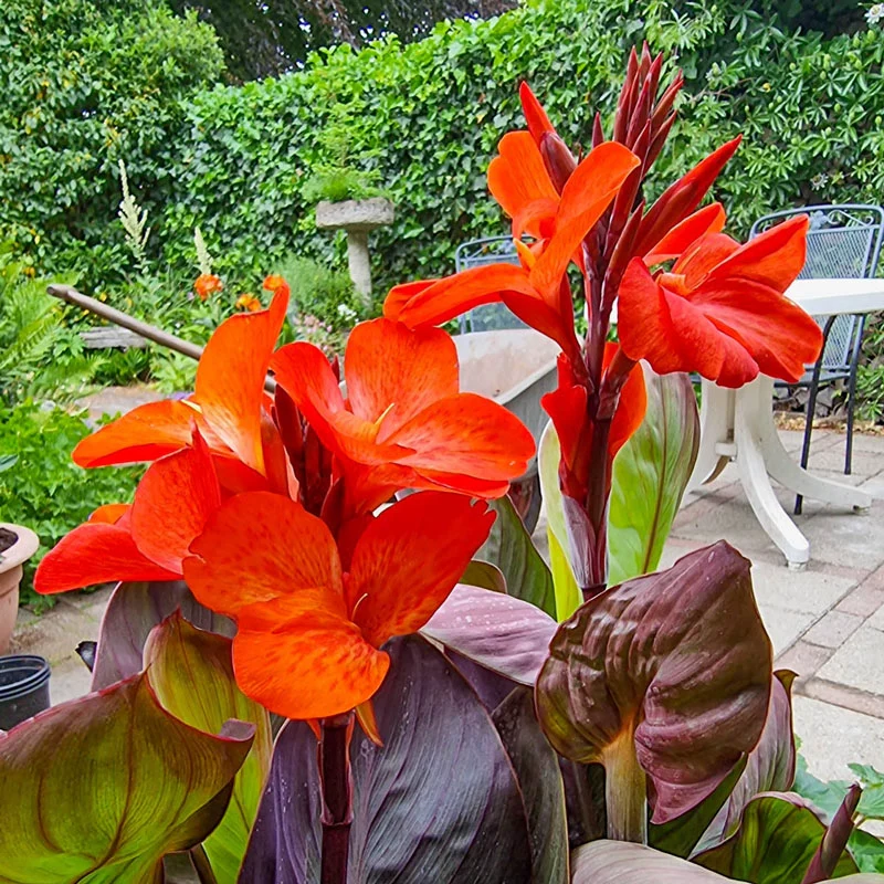 Happy Wendy® Canna