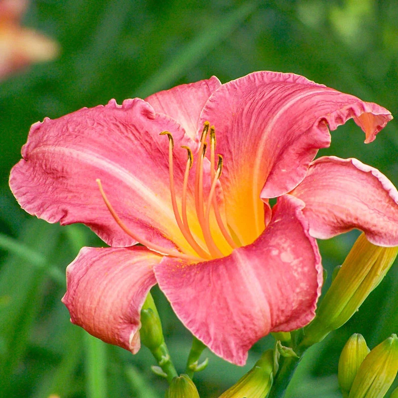 Persian Market Reblooming Daylily