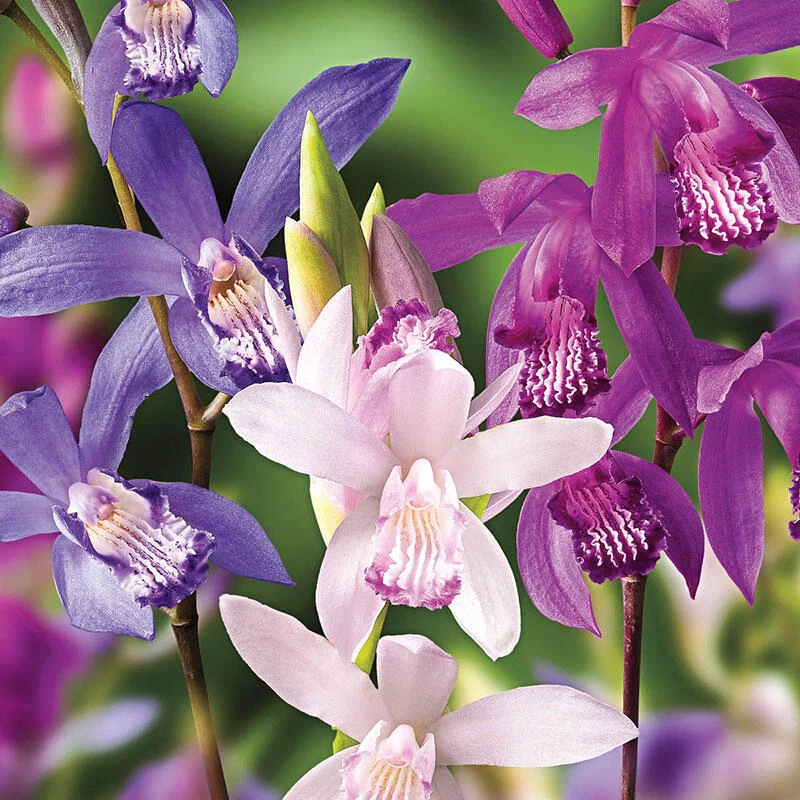Hardy Chinese Ground Orchid Mixture