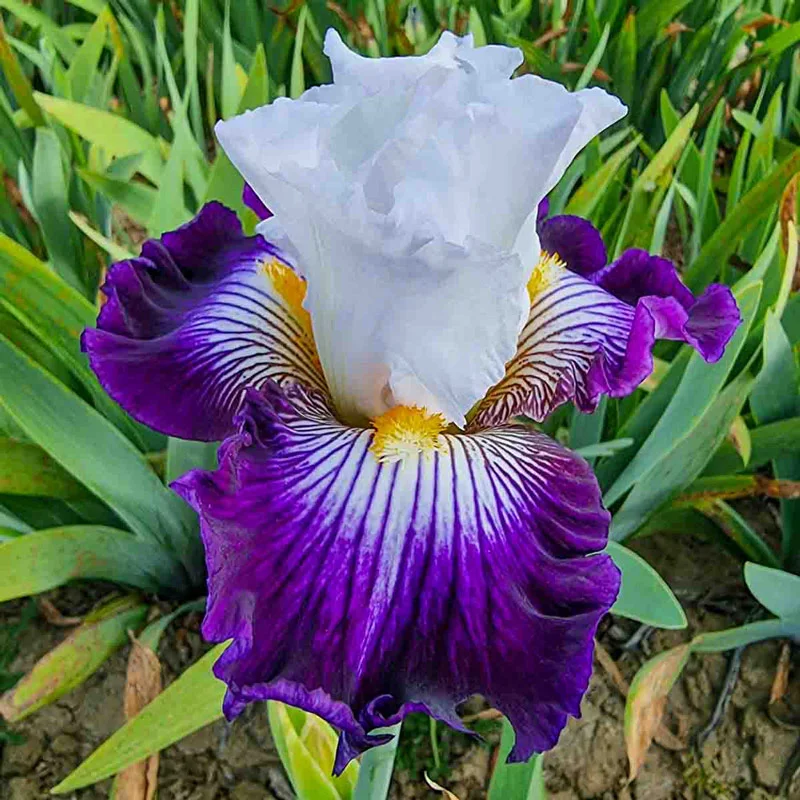 930-dancing-star-bearded-iris-1.webp