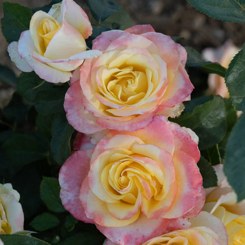 934-make-me-blush-hybrid-tea-jumbo-rose-1.webp