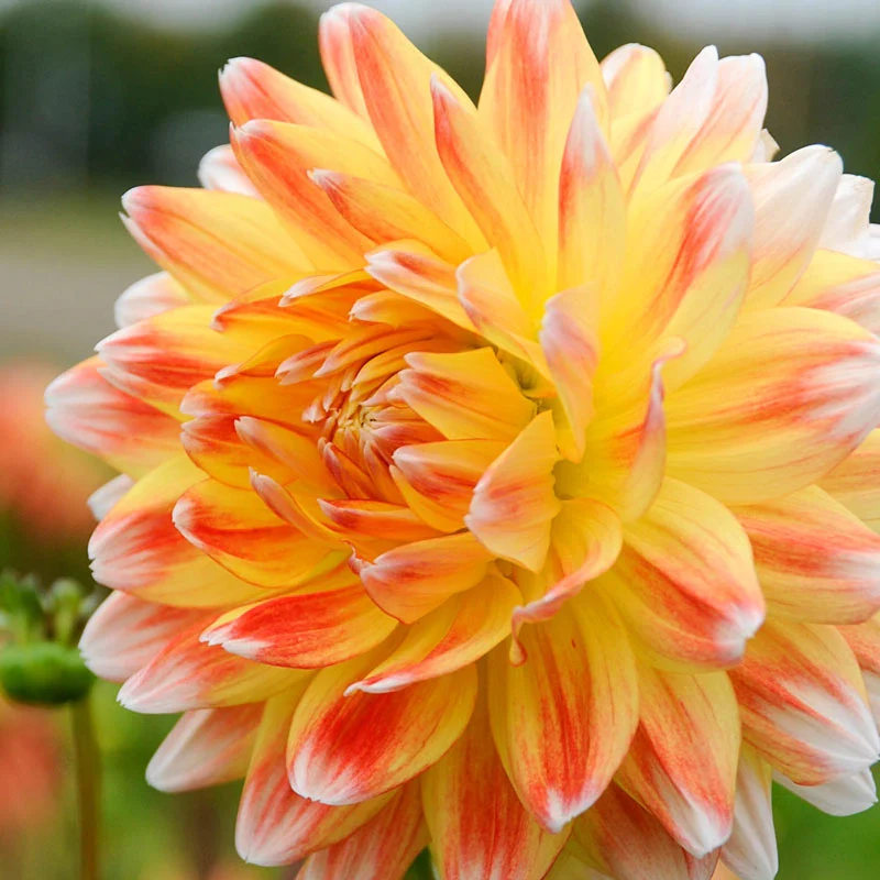Peaches and Cream Dahlia