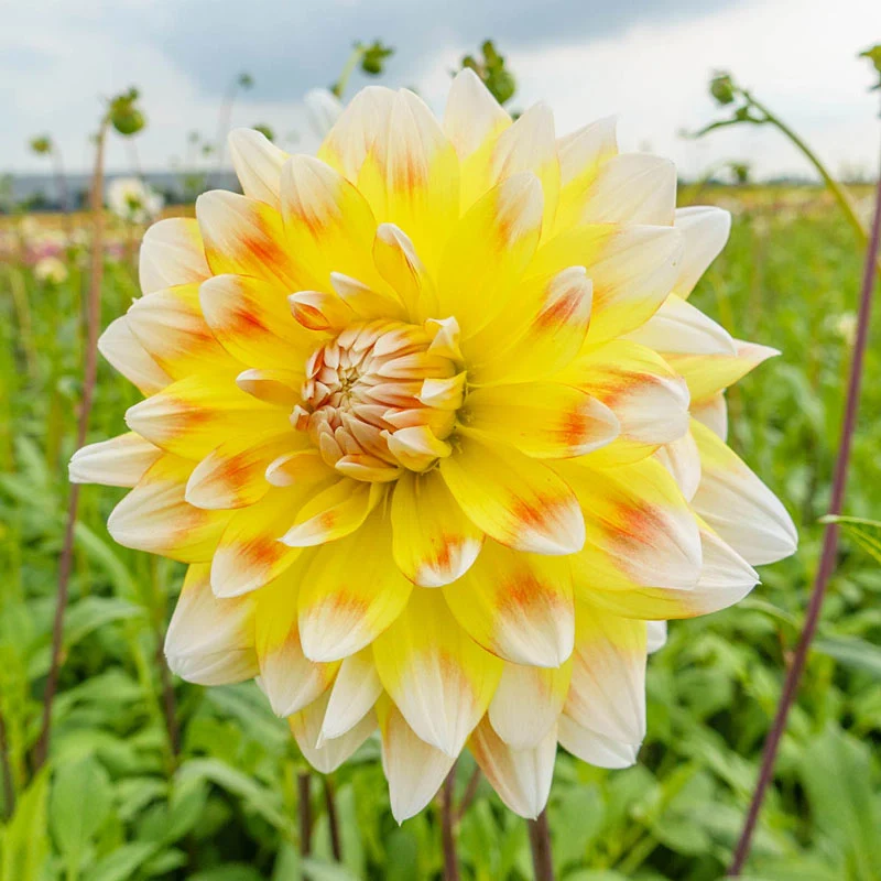 Peaches and Cream Dahlia