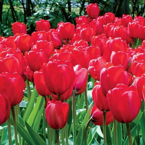 Apeldoorn Perennial Tulip