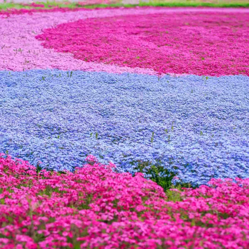 Red Wings Carpet Phlox