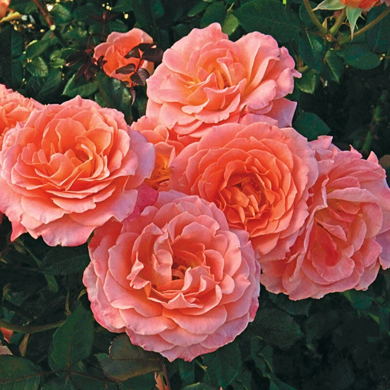 Jump for JoyÂ®  Floribunda Rose