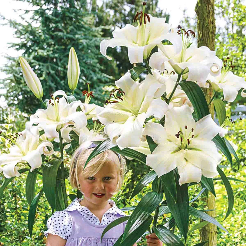 949-pretty-woman-lily-tree–1.webp