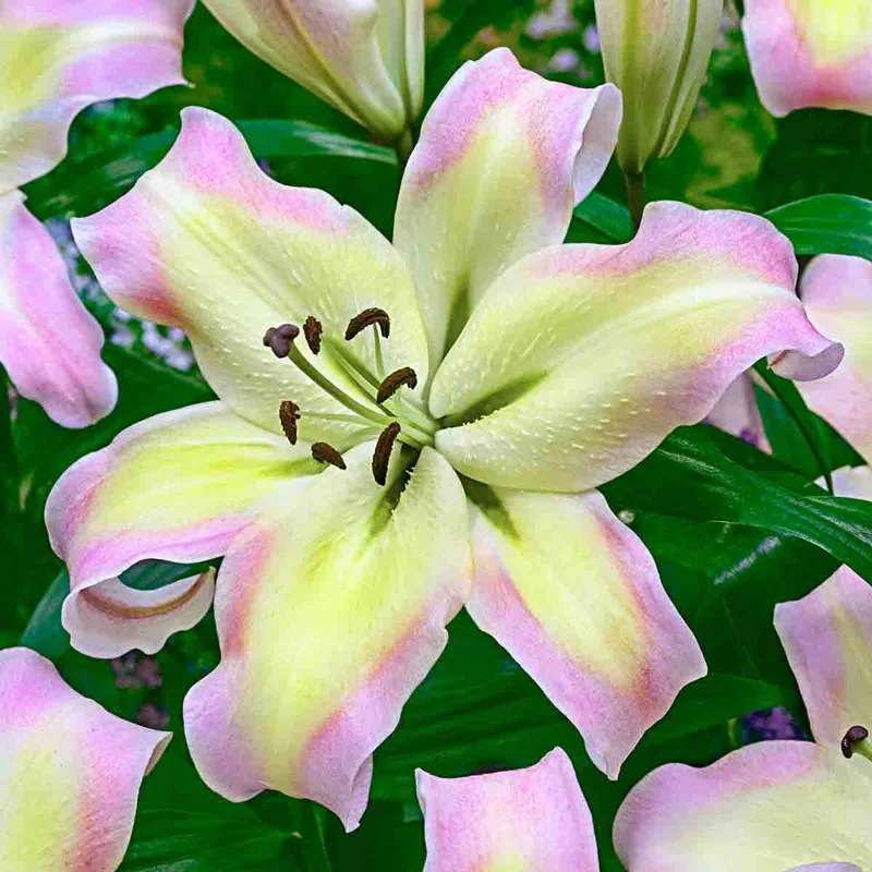 949-pretty-woman-lily-tree–1.webp