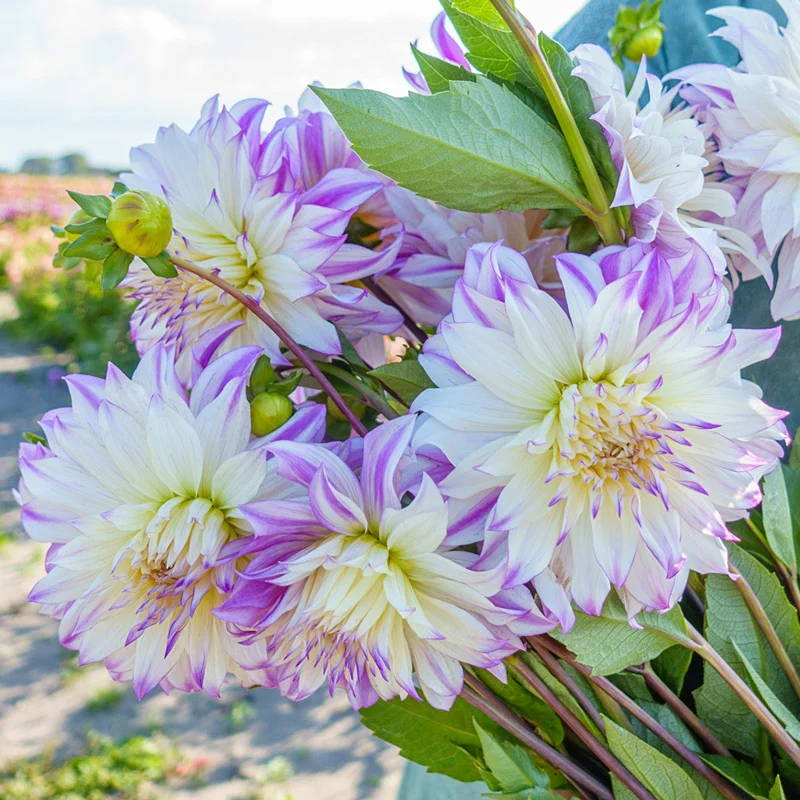 Ferncliff Illusion Dahlia