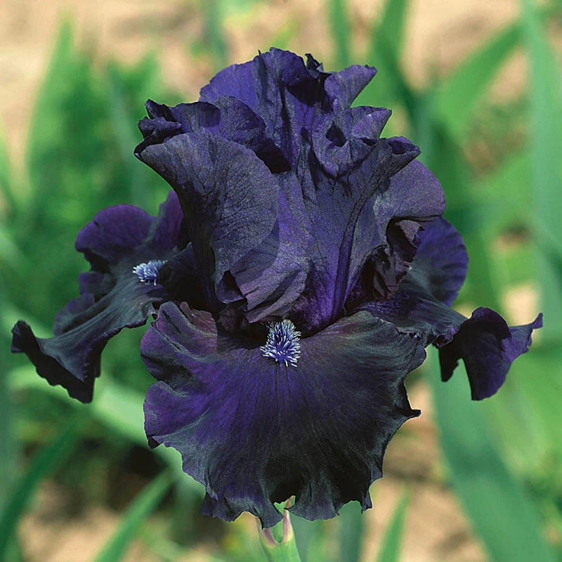 Obsidian Bearded Iris