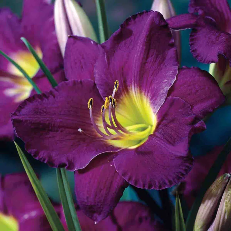 Purple de Oro Reblooming Dwarf Daylily